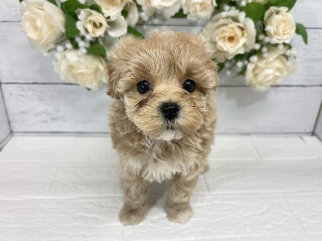 福島県のハーフ犬・ミックス犬 (アミーゴ郡山南店/2026年6月7日生まれ/女の子/アプリコット)の子犬
