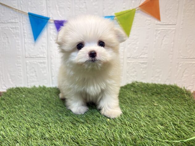 福島県のハーフ犬・ミックス犬 (アミーゴ郡山南店/2026年6月1日生まれ/女の子/クリーム)の子犬