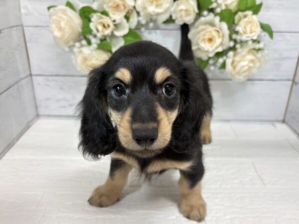 福島県のミニチュアダックスフンド(ロング) (アミーゴ郡山南店/2026年6月3日生まれ/男の子/ブラックタン)の子犬