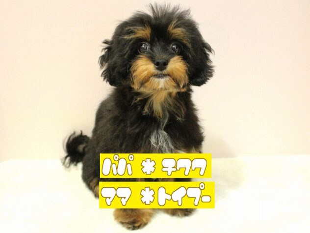 兵庫県のミックス犬（スムース） (ペット・プラザ アミーゴ明石魚住店/2026年3月21日生まれ/男の子/ブラックタン)の子犬の1枚目の画像