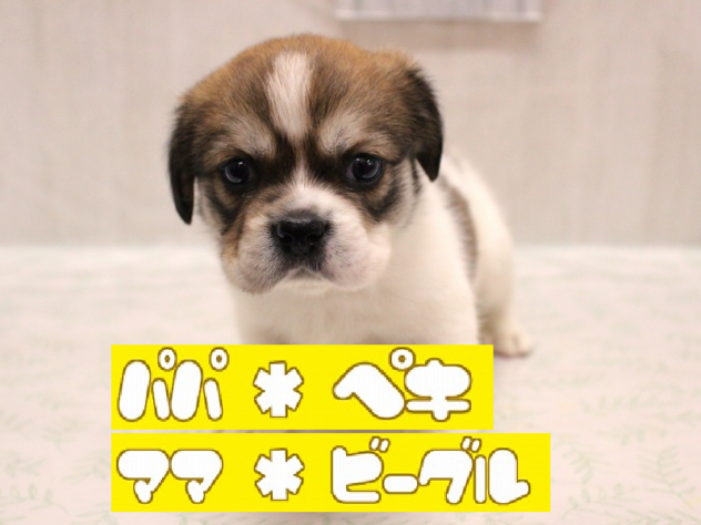 兵庫県のハーフ犬・ミックス犬 (ペット・プラザ アミーゴ加古川店/2026年6月13日生まれ/男の子/セーブルホワイト)の子犬の1枚目の画像