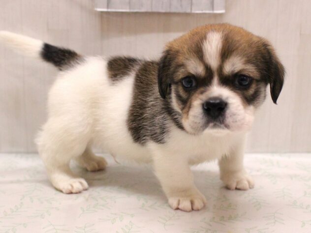 兵庫県のハーフ犬・ミックス犬 (ペット・プラザ アミーゴ加古川店/2026年6月13日生まれ/男の子/セーブルホワイト)の子犬の2枚目の画像