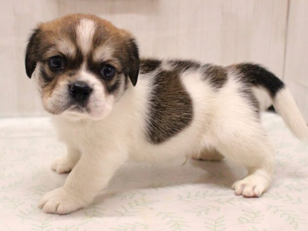兵庫県のハーフ犬・ミックス犬 (ペット・プラザ アミーゴ加古川店/2026年6月13日生まれ/男の子/セーブルホワイト)の子犬の3枚目の画像