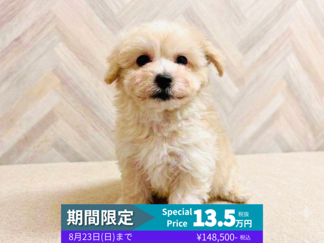 岡山県のハーフ犬・ミックス犬 (アミーゴ水島店/2026年6月7日生まれ/男の子/クリーム)の子犬の1枚目の画像