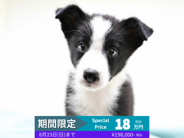 岡山県のボーダーコリー (アミーゴ水島店/2026年6月17日生まれ/男の子/ブラックホワイト)の子犬の1枚目の画像