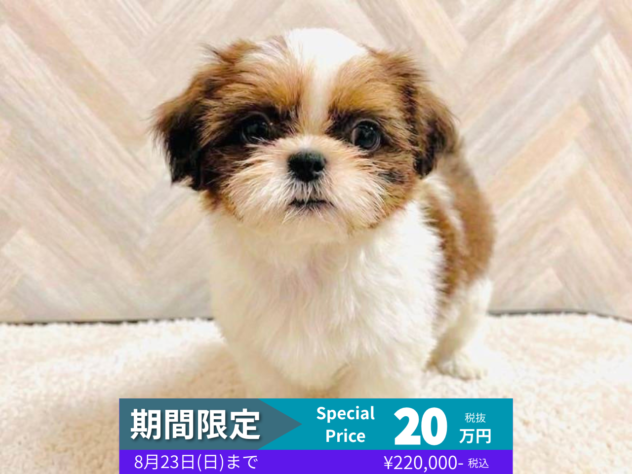 岡山県のシーズー (アミーゴ水島店/2026年6月7日生まれ/女の子/ホワイトゴールド)の子犬の1枚目の画像