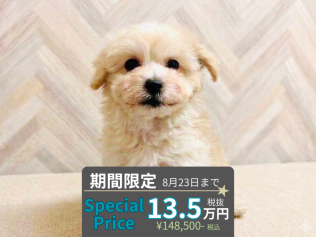 岡山県のハーフ犬・ミックス犬 (アミーゴ水島店/2026年6月7日生まれ/男の子/クリーム)の子犬の1枚目の画像
