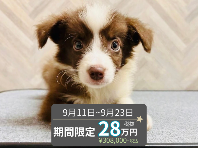 岡山県のボーダーコリー (アミーゴ水島店/2026年6月28日生まれ/男の子/チョコレートホワイト)の子犬の1枚目の画像