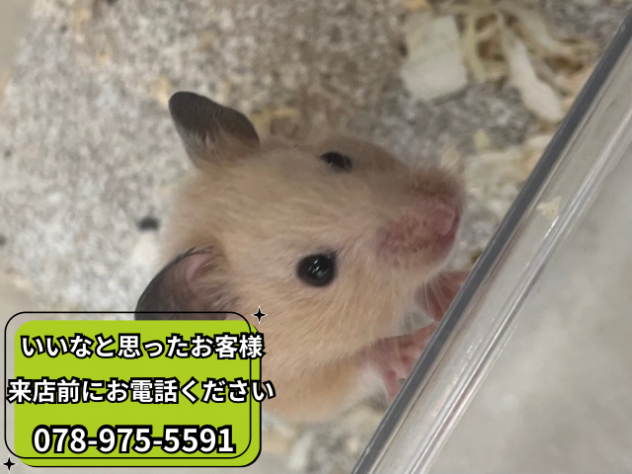 ハムスター | ペットワールド アミーゴ