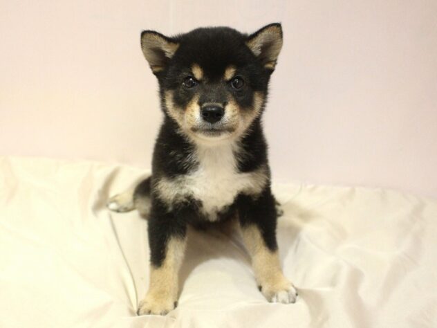 兵庫県の柴犬(標準サイズ) (ペット・プラザ アミーゴ明石魚住店/2026年6月20日生まれ/男の子/黒)の子犬の1枚目の画像
