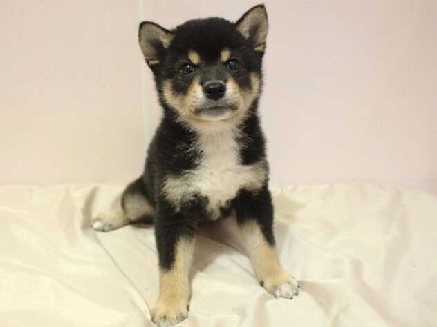 兵庫県の柴犬(標準サイズ) (ペット・プラザ アミーゴ明石魚住店/2026年6月20日生まれ/男の子/黒)の子犬の2枚目の画像