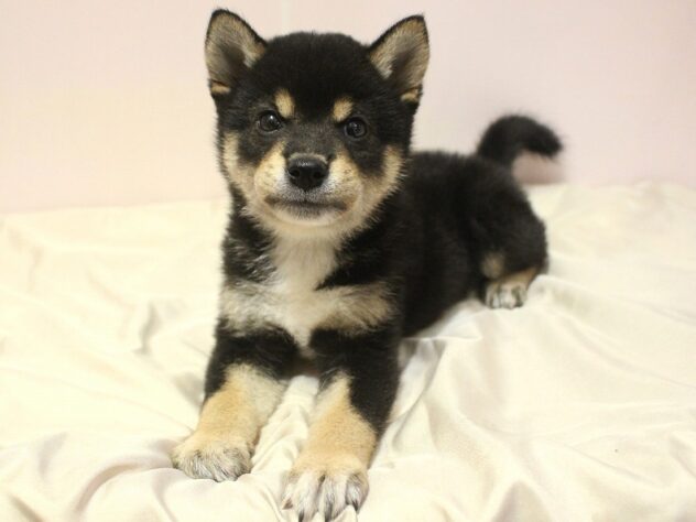 兵庫県の柴犬(標準サイズ) (ペット・プラザ アミーゴ明石魚住店/2026年6月20日生まれ/男の子/黒)の子犬の3枚目の画像
