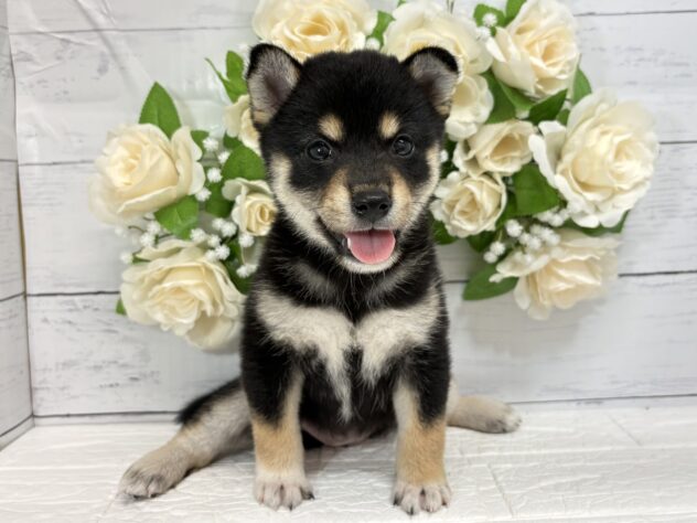 福島県の柴犬(標準サイズ) (アミーゴ郡山南店/2026年5月26日生まれ/女の子/黒)の子犬