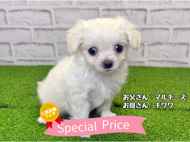 岡山県のハーフ犬・ミックス犬 (アミーゴ妹尾店/2026年6月3日生まれ/男の子/クリーム)の子犬の1枚目の画像