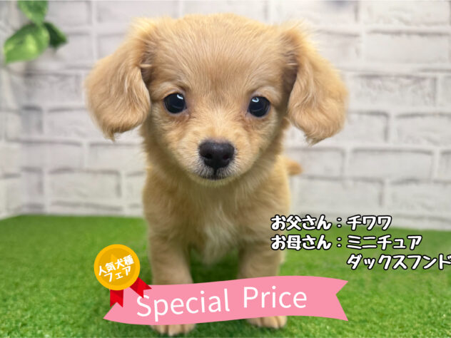 岡山県のハーフ犬・ミックス犬 (アミーゴ妹尾店/2026年6月7日生まれ/女の子/クリーム)の子犬の1枚目の画像