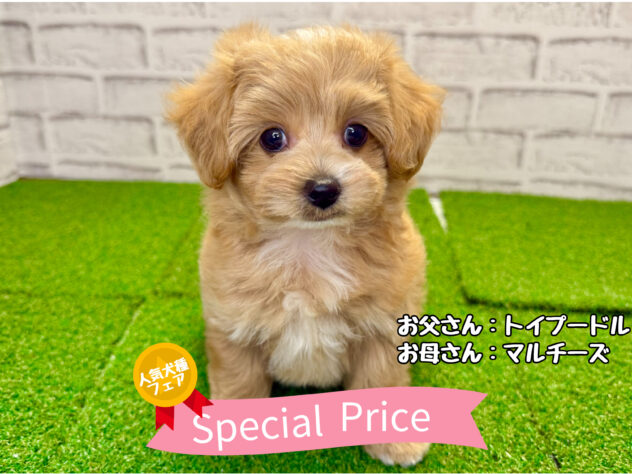 岡山県のハーフ犬・ミックス犬 (アミーゴ妹尾店/2026年6月10日生まれ/男の子/オレンジ)の子犬の1枚目の画像