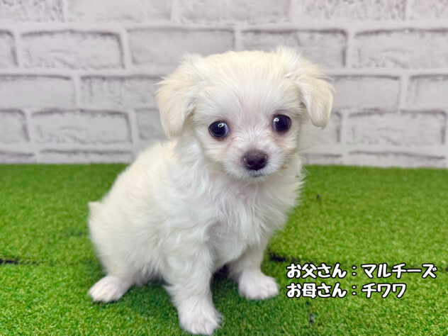 岡山県のハーフ犬・ミックス犬 (アミーゴ妹尾店/2026年6月3日生まれ/男の子/クリーム)の子犬の1枚目の画像