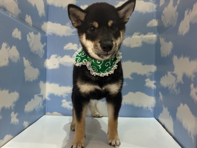 山形県の柴犬(標準サイズ) (アミーゴ山形南店/2026年4月11日生まれ/男の子/黒)の子犬