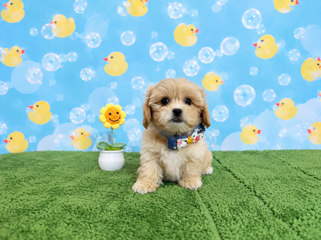 山形県のハーフ犬・ミックス犬 (アミーゴ酒田店/2026年6月21日生まれ/男の子/アプリコット)の子犬