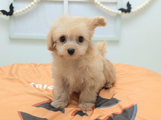 福島県のハーフ犬・ミックス犬 (アミーゴ会津若松店/2026年7月22日生まれ/女の子/アプリコット)の子犬の3枚目の画像