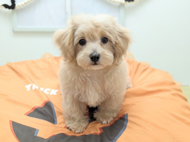 福島県のハーフ犬・ミックス犬 (アミーゴ会津若松店/2026年7月17日生まれ/男の子/アプリコット)の子犬の2枚目の画像