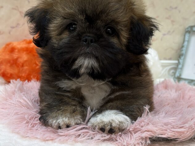 福島県のハーフ犬・ミックス犬 (アミーゴ本宮店/2026年7月3日生まれ/男の子/フォーン)の子犬