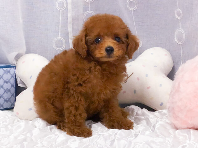 愛知県のトイプードル(トイ) (アミーゴ知立店/2026年7月7日生まれ/女の子/レッドフォーン)の子犬の2枚目の画像