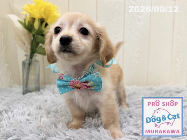 広島県のハーフ犬・ミックス犬 (アミーゴ大町店/2026年7月15日生まれ/女の子/イエロー)の子犬の3枚目の画像