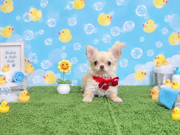 山形県のチワワ(ロング) (アミーゴ酒田店/2026年6月15日生まれ/女の子/クリーム)の子犬