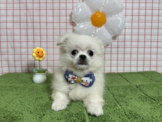 山形県のハーフ犬・ミックス犬 (アミーゴ酒田店/2026年6月9日生まれ/男の子/ホワイト)の子犬の1枚目の画像