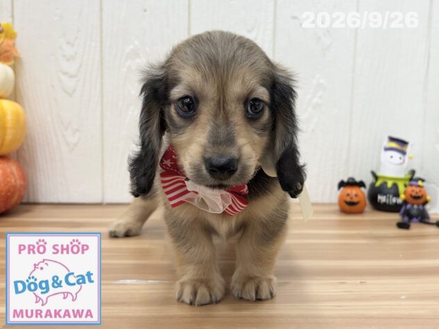 広島県のミニチュアダックスフンド(ロング) (アミーゴ大町店/2026年7月29日生まれ/女の子/レッド)の子犬の3枚目の画像