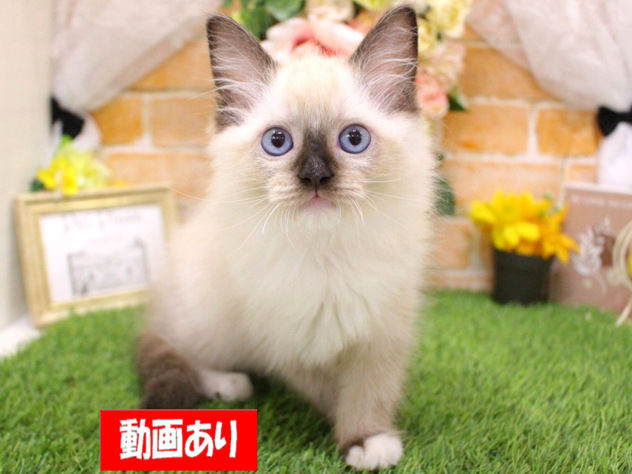 兵庫県のラグドール (ペット・プラザ アミーゴ三田店/2026年7月7日生まれ/男の子/シールポイントミテッド)の子猫の1枚目の画像