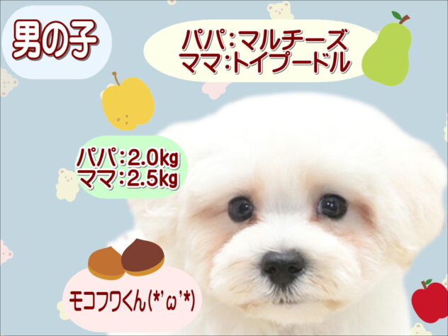 大阪府のハーフ犬・ミックス犬 (アミーゴ鳳店/2026年7月11日生まれ/男の子/ホワイト)の子犬の1枚目の画像