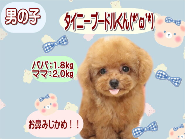 大阪府のトイプードル(トイ) (アミーゴ鳳店/2026年7月9日生まれ/男の子/レッドフォーン)の子犬の1枚目の画像