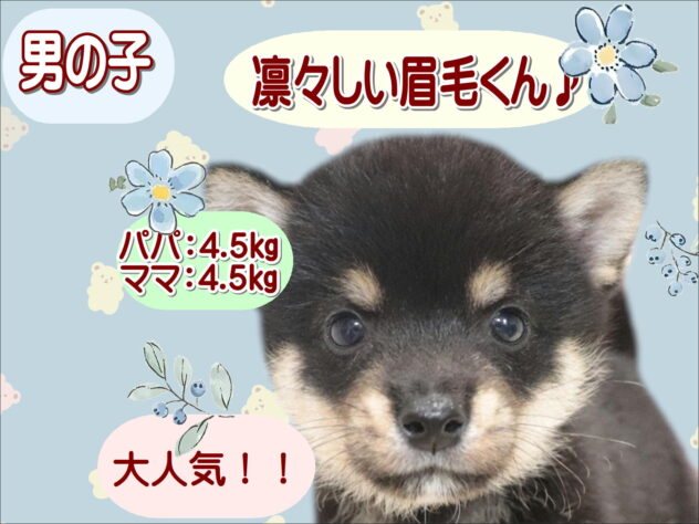 大阪府の豆柴 (アミーゴ鳳店/2026年7月17日生まれ/男の子/黒)の子犬の1枚目の画像