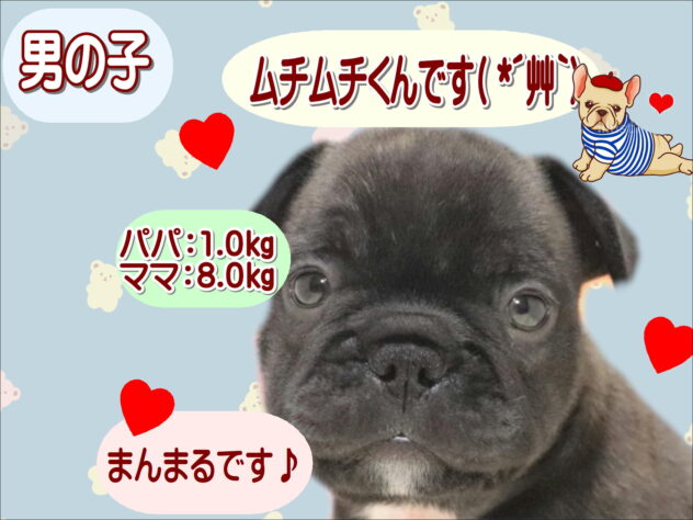 大阪府のフレンチブルドッグ (アミーゴ鳳店/2026年7月22日生まれ/男の子/ブリンドル)の子犬の1枚目の画像
