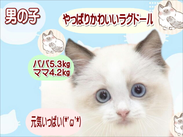 大阪府のラグドール (アミーゴ鳳店/2026年7月5日生まれ/男の子/シールポイントバイカラー)の子猫の1枚目の画像