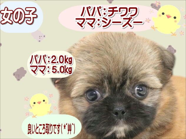 大阪府のハーフ犬・ミックス犬 (アミーゴ鳳店/2026年7月15日生まれ/女の子/フォーン)の子犬の1枚目の画像