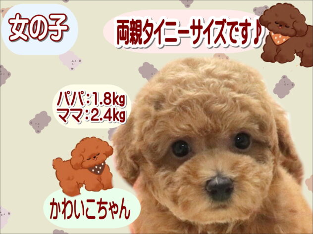大阪府のトイプードル(トイ) (アミーゴ鳳店/2026年7月29日生まれ/女の子/レッドフォーン)の子犬の1枚目の画像