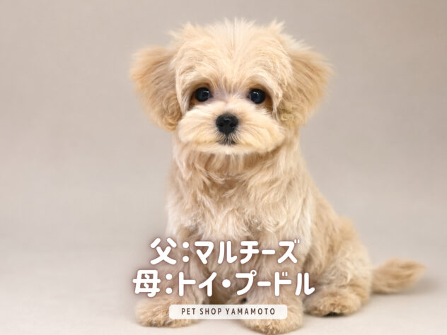 岡山県のハーフ犬・ミックス犬 (アミーゴ大安寺店/2026年7月10日生まれ/女の子/クリーム)の子犬の2枚目の画像