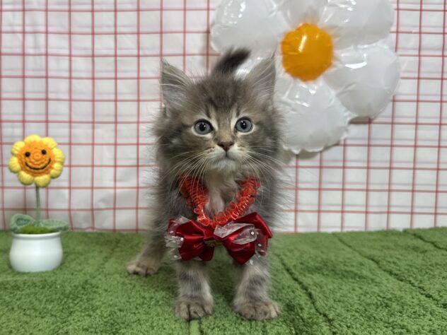 山形県のサイベリアン (アミーゴ酒田店/2026年7月18日生まれ/女の子/ブルークリームタビー)の子猫の1枚目の画像