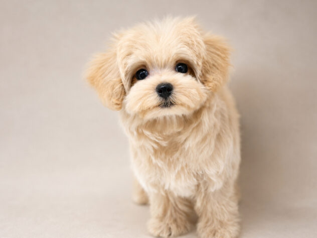 岡山県のハーフ犬・ミックス犬 (アミーゴ大安寺店/2026年7月10日生まれ/女の子/クリーム)の子犬の4枚目の画像