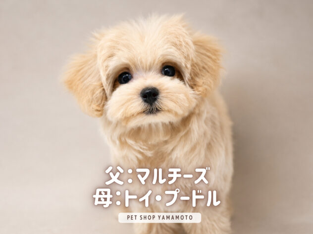 岡山県のハーフ犬・ミックス犬 (アミーゴ大安寺店/2026年7月10日生まれ/女の子/クリーム)の子犬の1枚目の画像