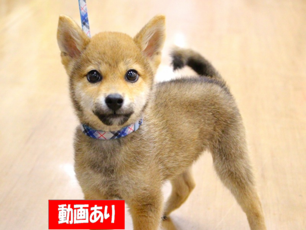 兵庫県の豆柴 (ペット・プラザ アミーゴ三田店/2026年5月14日生まれ/男の子/赤)の子犬の1枚目の画像