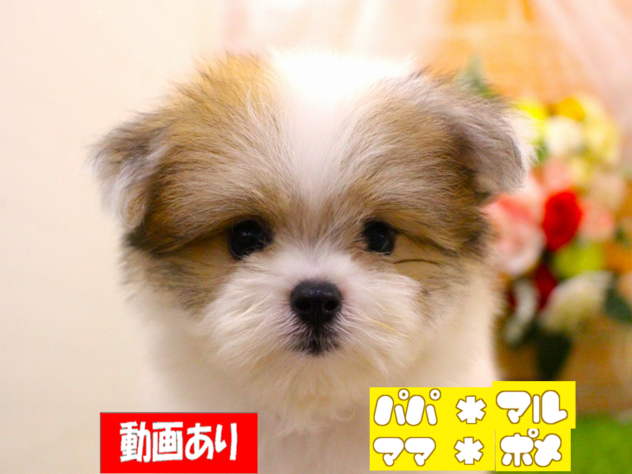 兵庫県のハーフ犬・ミックス犬 (ペット・プラザ アミーゴ三田店/2026年7月22日生まれ/男の子/パーティーカラー)の子犬の1枚目の画像