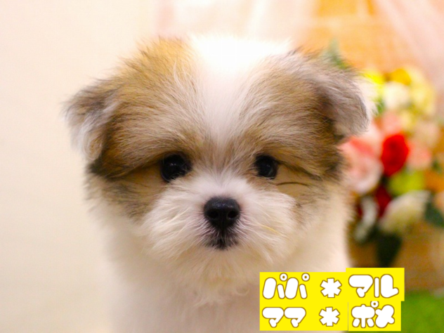兵庫県のハーフ犬・ミックス犬 (ペット・プラザ アミーゴ三田店/2026年7月22日生まれ/男の子/パーティーカラー)の子犬の1枚目の画像