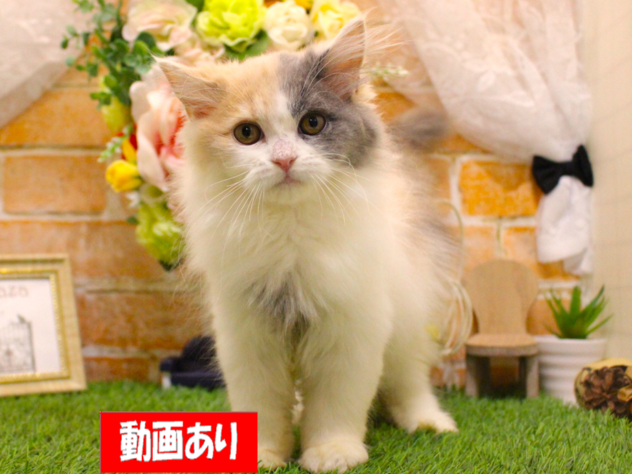 2026年7月14日生まれのブリティッシュロングヘアー