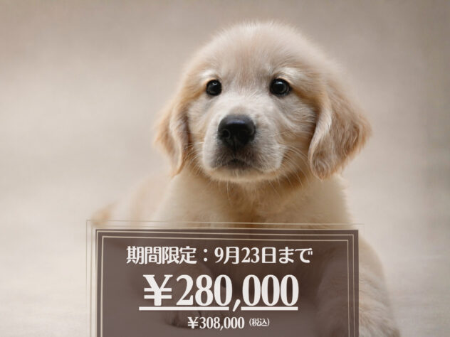 岡山県のゴールデンレトリバー (アミーゴ大安寺店/2026年7月8日生まれ/男の子/ゴールデン)の子犬の1枚目の画像