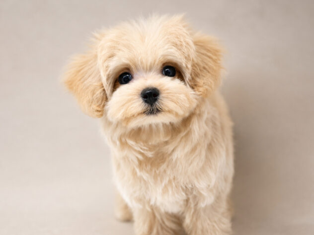 岡山県のハーフ犬・ミックス犬 (アミーゴ大安寺店/2026年7月10日生まれ/女の子/クリーム)の子犬の3枚目の画像