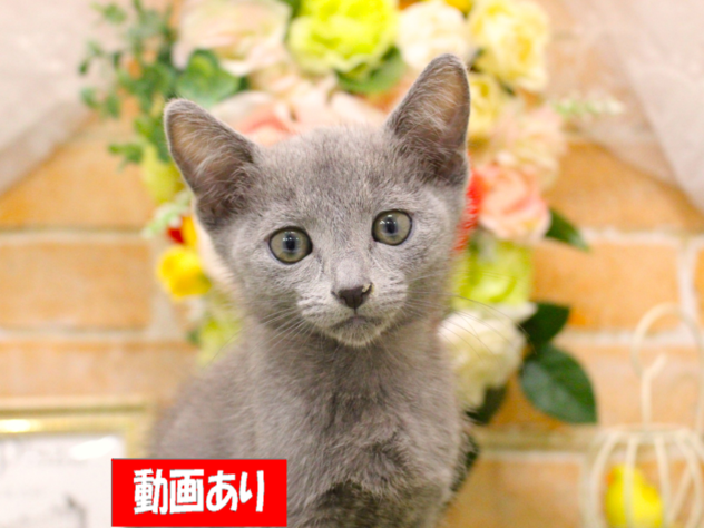 兵庫県のロシアンブルー (ペット・プラザ アミーゴ三田店/2026年7月21日生まれ/男の子/ブルー)の子猫の1枚目の画像